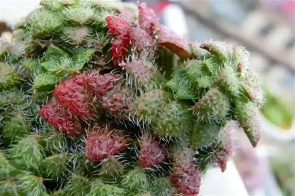 毛海星的繁殖方式，可进行分株繁殖