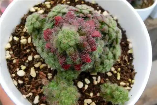 毛海星的繁殖方式，可进行分株繁殖