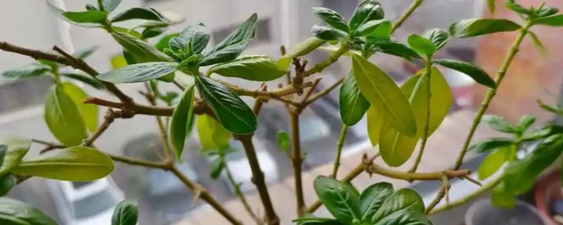长春花叶子发黄如何处理，缺少阳光每天要提供6小时的光照