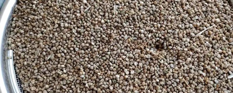 菠菜种子怎么浸种，先晾晒1-2天再用清水浸泡5小时