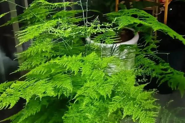 文竹黄叶如何处理，浇水过多要松土通风