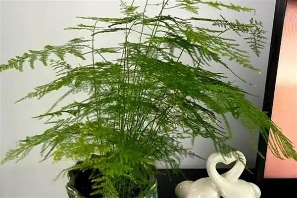 文竹黄叶如何处理，浇水过多要松土通风