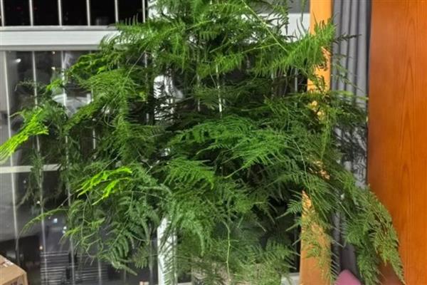 文竹黄叶如何处理，浇水过多要松土通风
