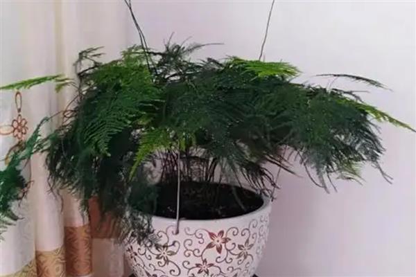 文竹黄叶如何处理，浇水过多要松土通风