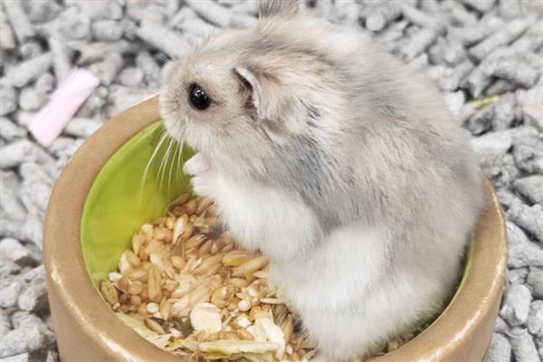 避免仓鼠中暑的方法，夏季要放在通风阴凉处饲养