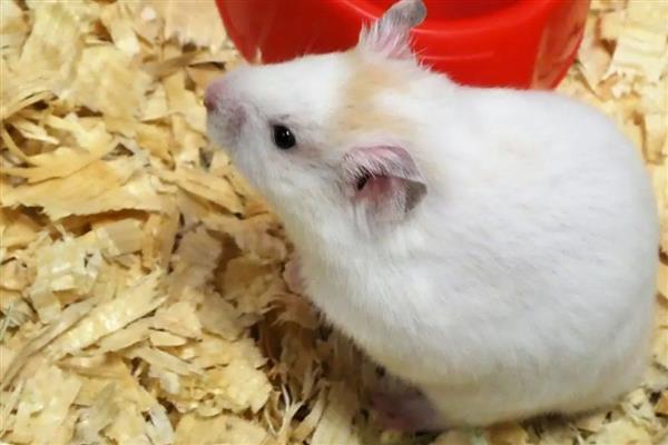 避免仓鼠中暑的方法，夏季要放在通风阴凉处饲养