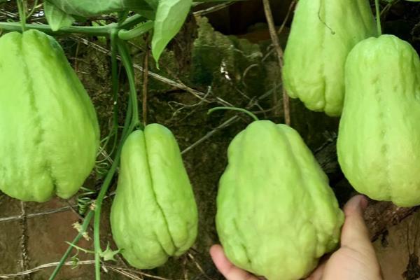 佛手瓜怎么繁殖，主要有以下三种方式