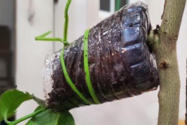 佛手瓜怎么繁殖，主要有以下三种方式