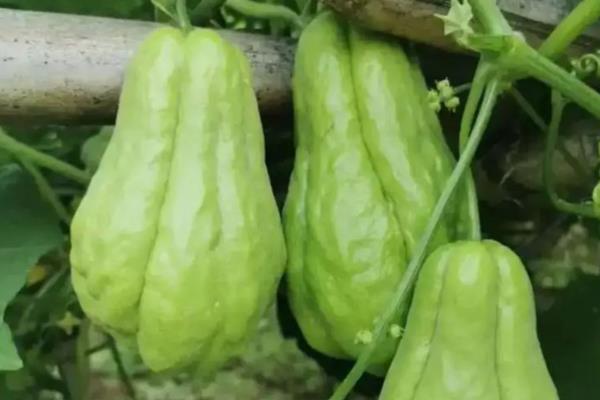 佛手瓜怎么繁殖，主要有以下三种方式