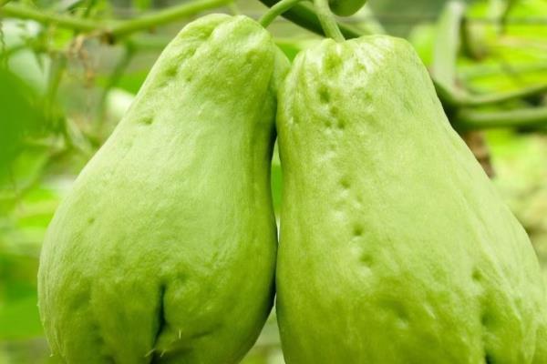 佛手瓜怎么繁殖，主要有以下三种方式