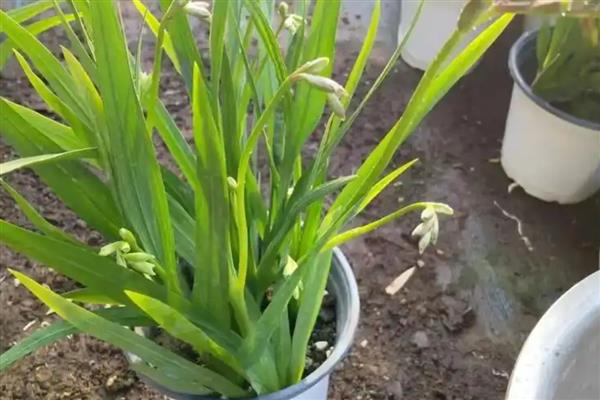 香雪兰有没有毒，属于无毒植物