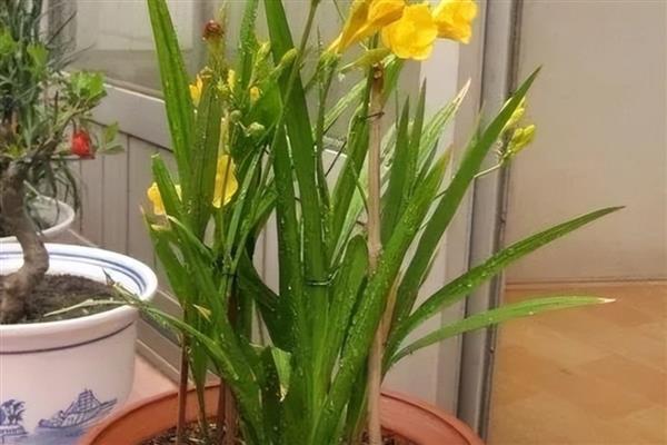 香雪兰有没有毒，属于无毒植物