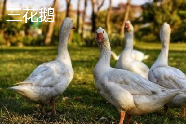 三花鹅和狮头鹅的区别，品种、产蛋性能、生长速度都不同