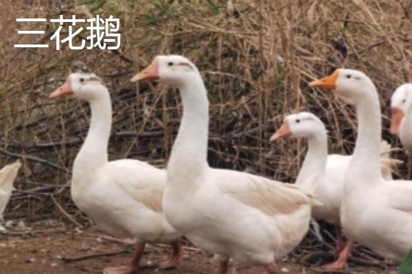 三花鹅和狮头鹅的区别，品种、产蛋性能、生长速度都不同