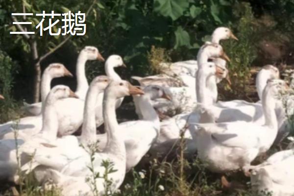 三花鹅和狮头鹅的区别，品种、产蛋性能、生长速度都不同