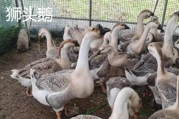 三花鹅和狮头鹅的区别，品种、产蛋性能、生长速度都不同