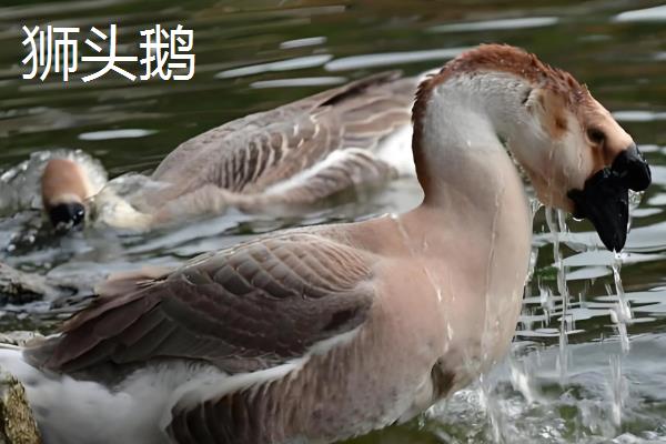 三花鹅和狮头鹅的区别，品种、产蛋性能、生长速度都不同