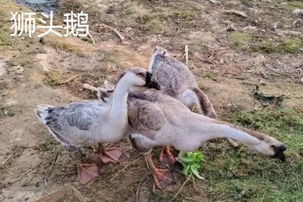 三花鹅和狮头鹅的区别，品种、产蛋性能、生长速度都不同