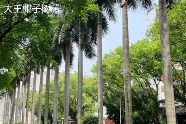 椰子树的养殖方法,浇水就要浇足浇透
