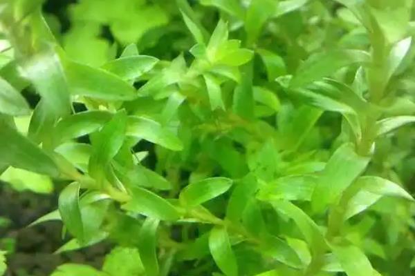宽叶太阳水草好不好养,养殖难度非常大