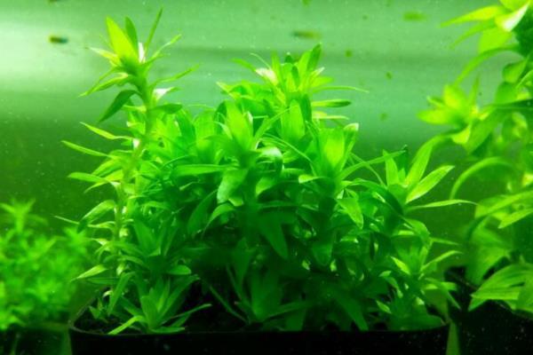 宽叶太阳水草好不好养,养殖难度非常大