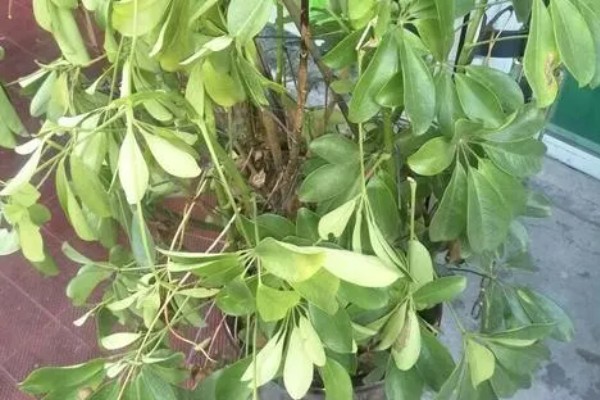 鹅掌藤叶子打蔫的原因，可能是温度过低所致