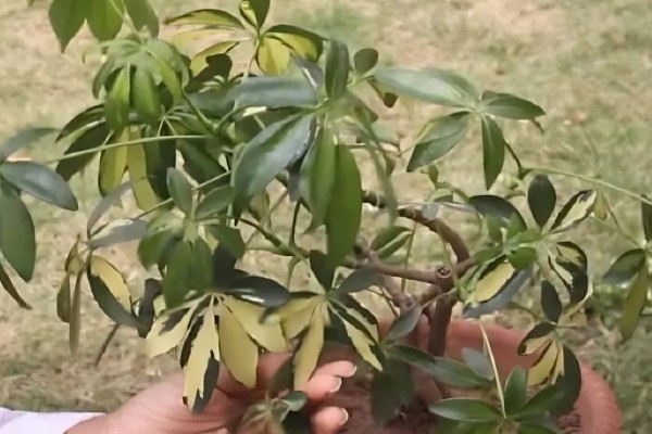 鹅掌藤叶子打蔫的原因，可能是温度过低所致