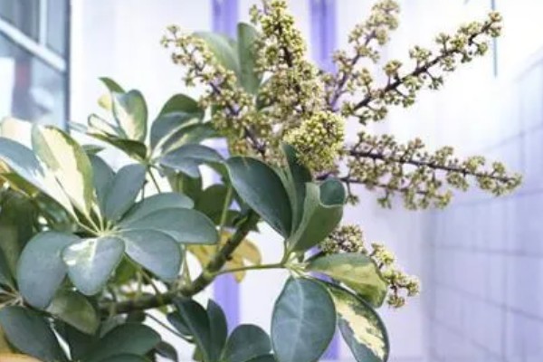 鹅掌藤叶子打蔫的原因，可能是温度过低所致