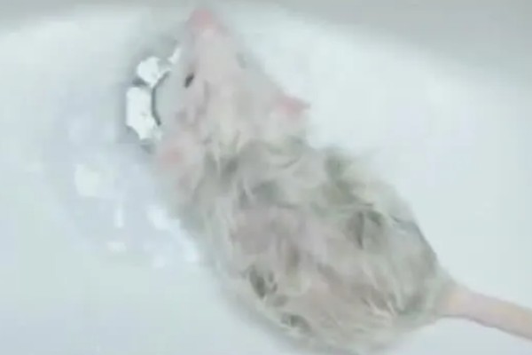 怎么让仓鼠在浴沙中洗澡，把浴沙倒进仓鼠浴室它会自行清洁