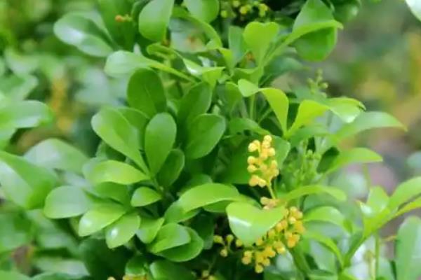 米兰能不能扦插，扦插时间为5-6月份