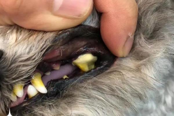 狗狗嘴臭的原因,主要是牙结石、消化不良等疾病所致