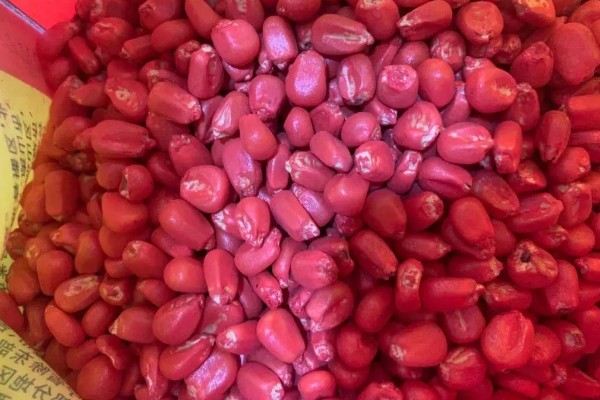 玉米种子要包衣的原因，能起到防治病虫害、促进生根发芽等效果