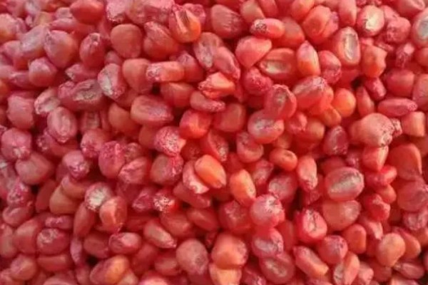 玉米种子要包衣的原因，能起到防治病虫害、促进生根发芽等效果