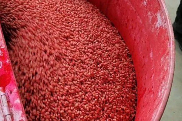 玉米种子要包衣的原因，能起到防治病虫害、促进生根发芽等效果