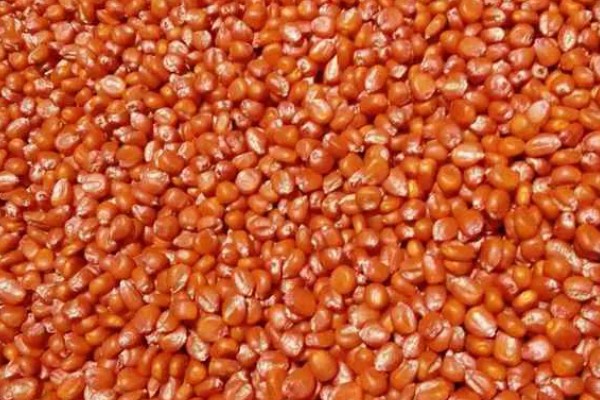 玉米种子要包衣的原因，能起到防治病虫害、促进生根发芽等效果