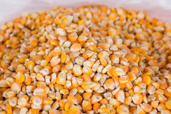 玉米种子要包衣的原因，能起到防治病虫害、促进生根发芽等效果