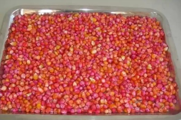 玉米种子要包衣的原因，能起到防治病虫害、促进生根发芽等效果