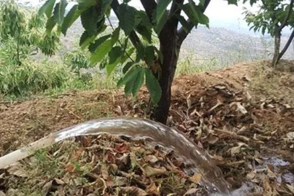 秋天栽板栗树可以活吗，秋天栽板栗树能活