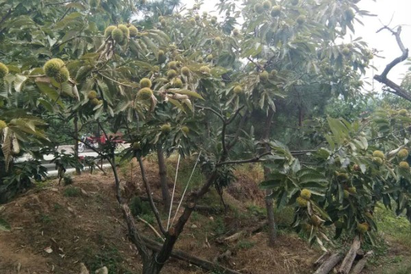 秋天栽板栗树可以活吗，秋天栽板栗树能活