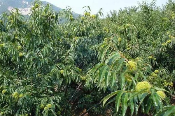秋天栽板栗树可以活吗，秋天栽板栗树能活