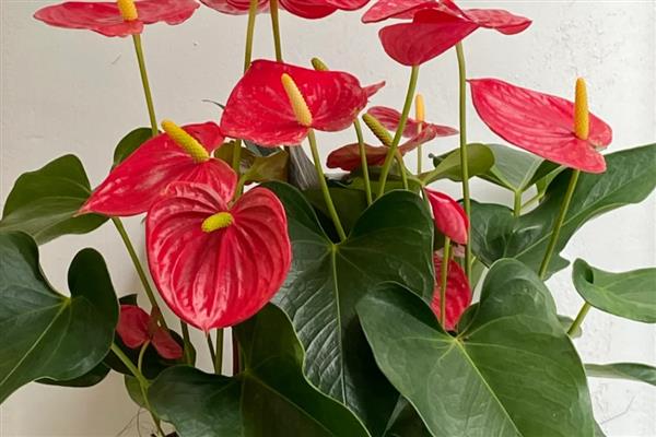 红掌花枯萎如何解决,遇到强光时要养在通风、有散射光的地方