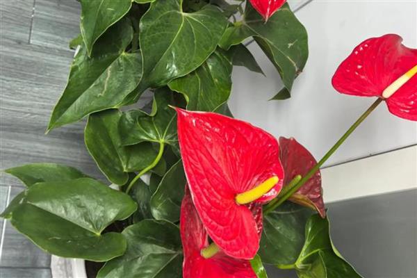 红掌花枯萎如何解决,遇到强光时要养在通风、有散射光的地方