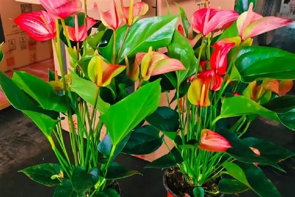 红掌花枯萎如何解决,遇到强光时要养在通风、有散射光的地方