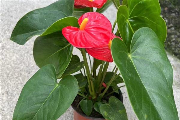 红掌花枯萎如何解决,遇到强光时要养在通风、有散射光的地方