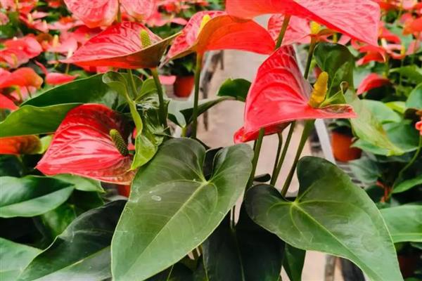 红掌花枯萎如何解决,遇到强光时要养在通风、有散射光的地方