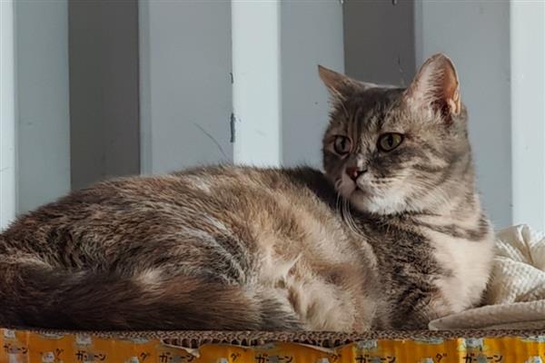 母猫发情时可以绝育吗，要错开发情期进行绝育手术