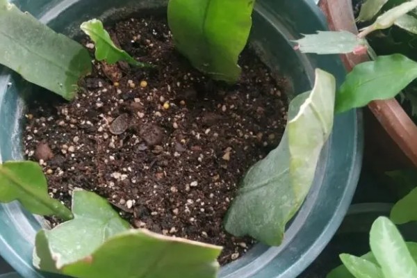 昙花的扦插方法，要挑选健壮且长势良好的枝条扦插