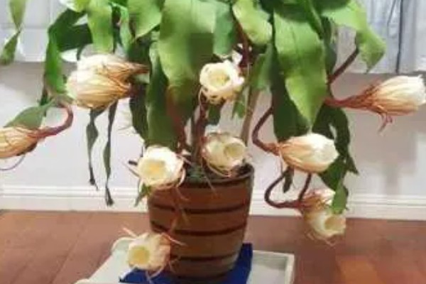 昙花的扦插方法，要挑选健壮且长势良好的枝条扦插