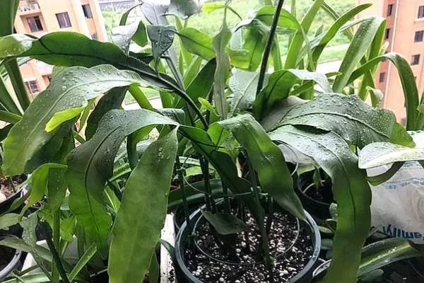 昙花的扦插方法，要挑选健壮且长势良好的枝条扦插