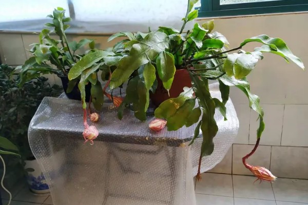 昙花的扦插方法，要挑选健壮且长势良好的枝条扦插